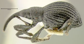 Media type: image;   Entomology 25119 Aspect: habitus lateral view